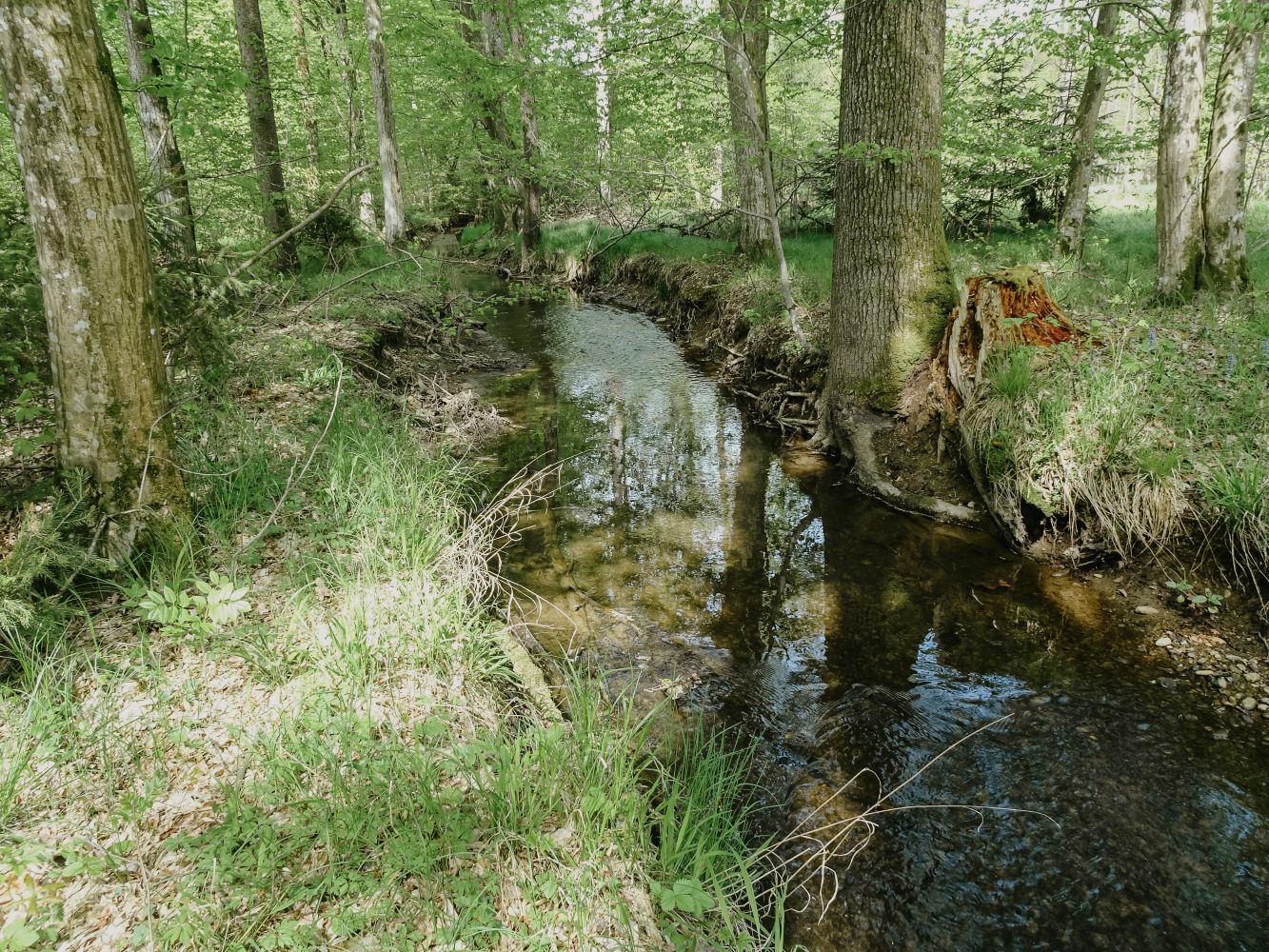 blickinsgruene.at - wundschuh - wald statt schotter