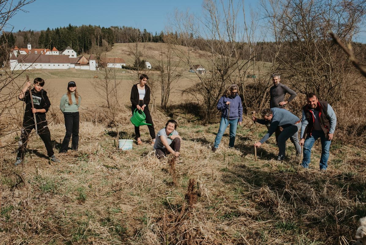 blickinsgruene.at - Eggersdorf_Weidenstecklinge