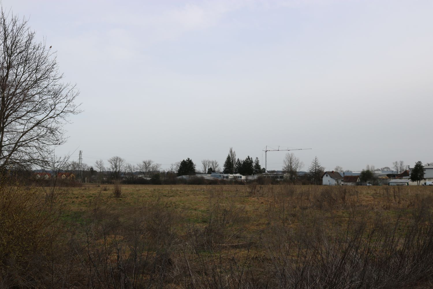 Zu sehen ist: eine Wiese.