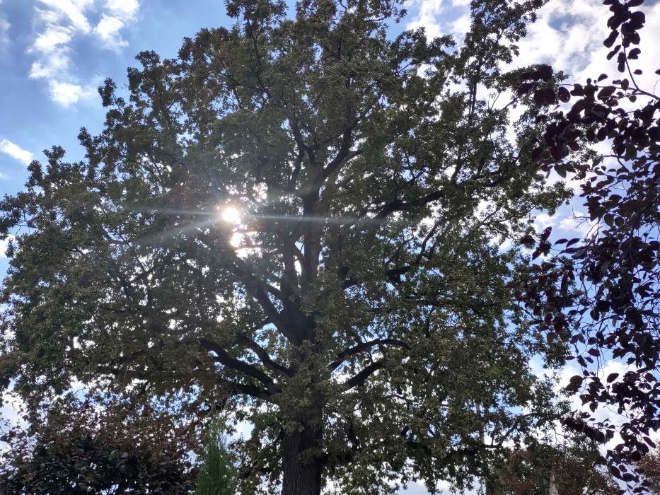 Zu sehen ist: ein Baum