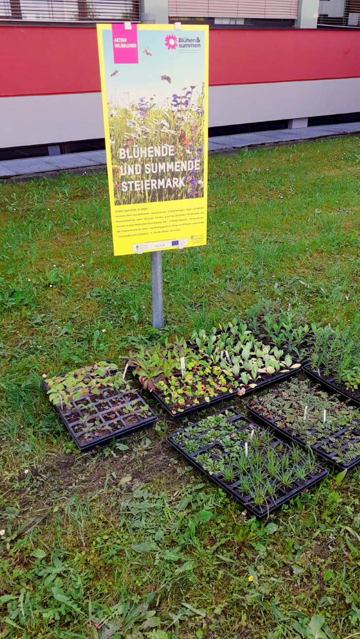 Zu sehen sind: Pflanzensetzlinge vor einem Schild zu einer blühenden Wiese
