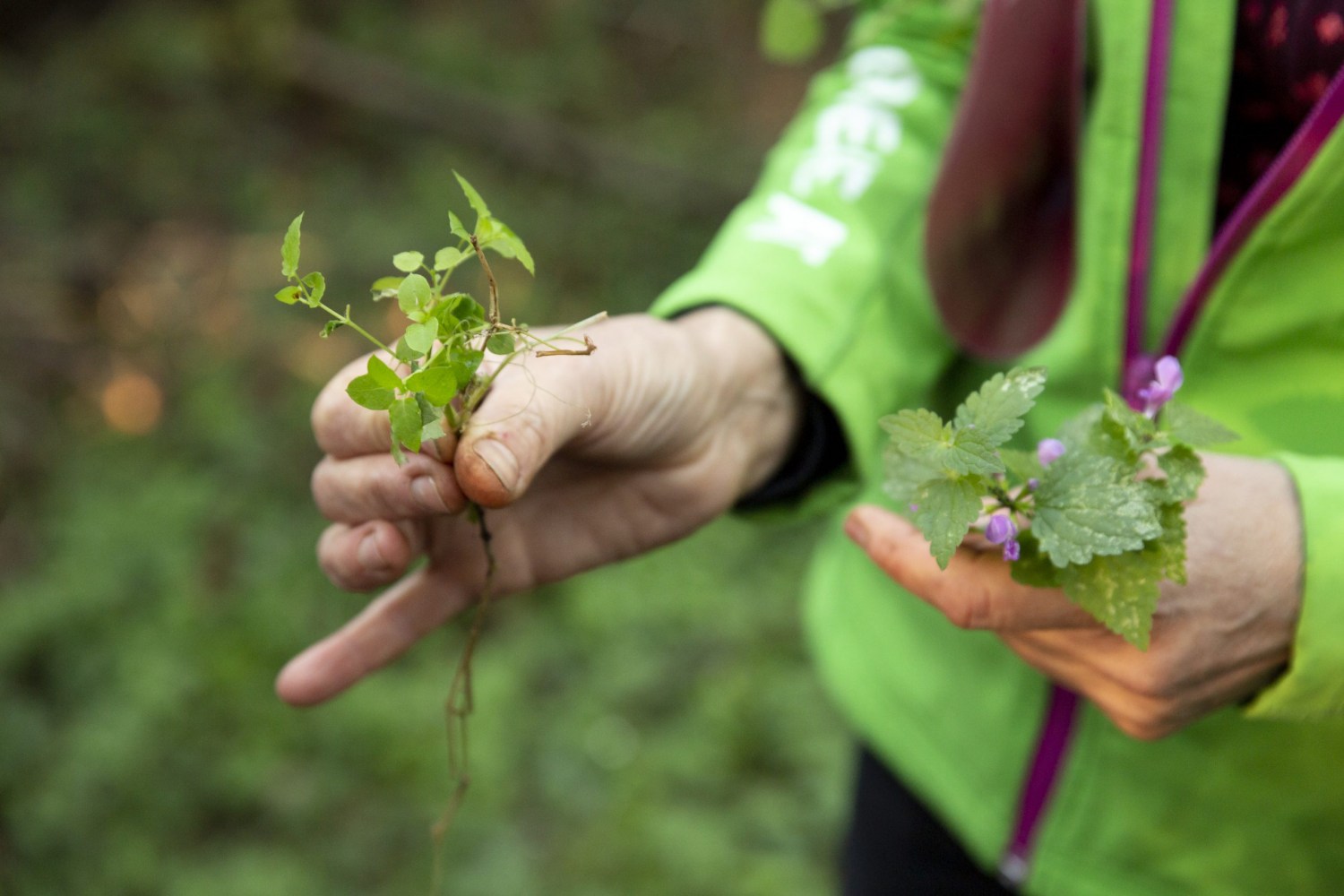 Auf dem Bild sind die Hände einer Person zu sehen, die gerade im Wald Wildkräuter gesammelt hat. Sie hat eine grüne Jacke an und hält zwei verschiedene Wildkräuterarten in die Kamera.